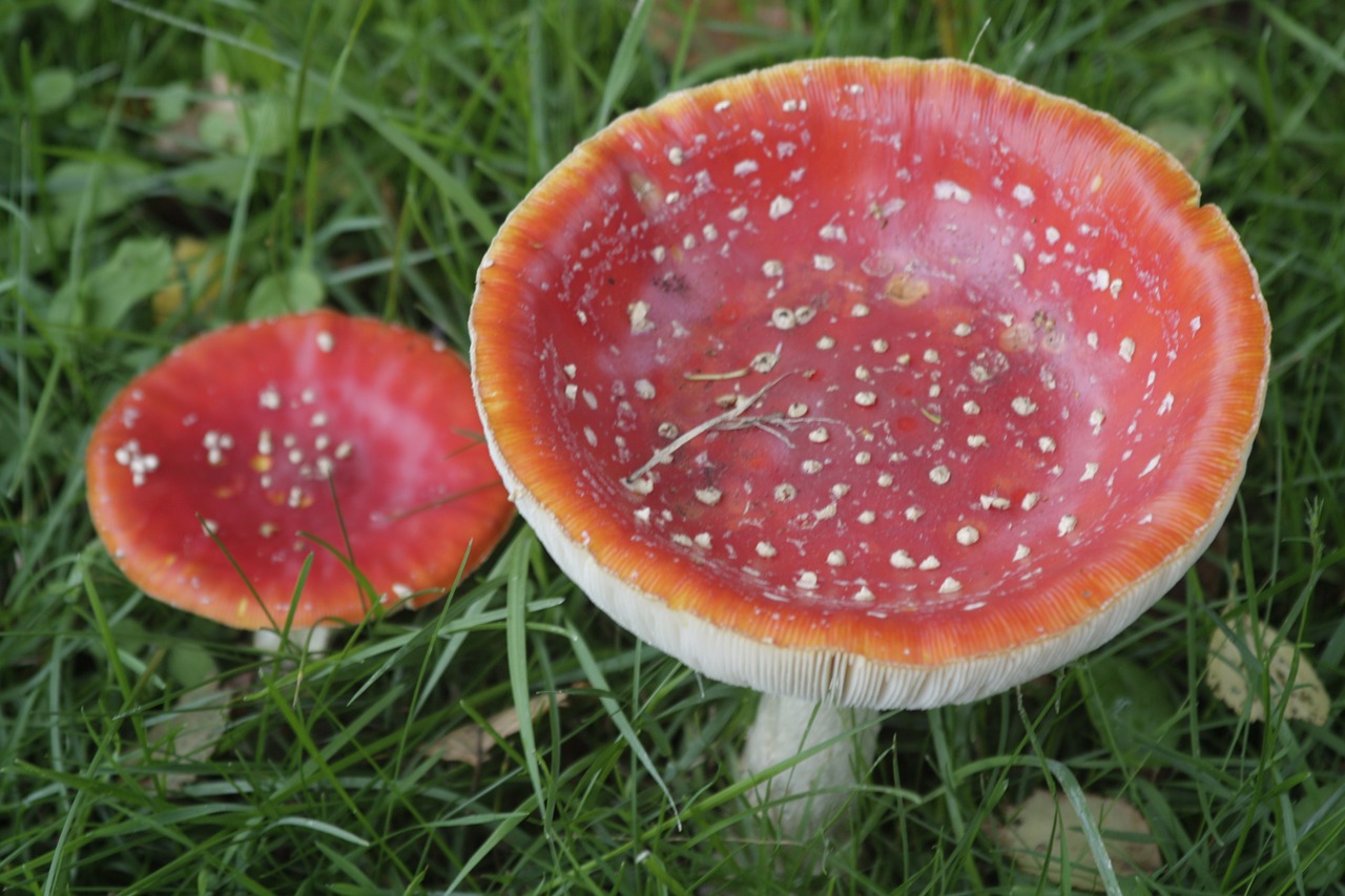 fly agaric mushrooms red free photo