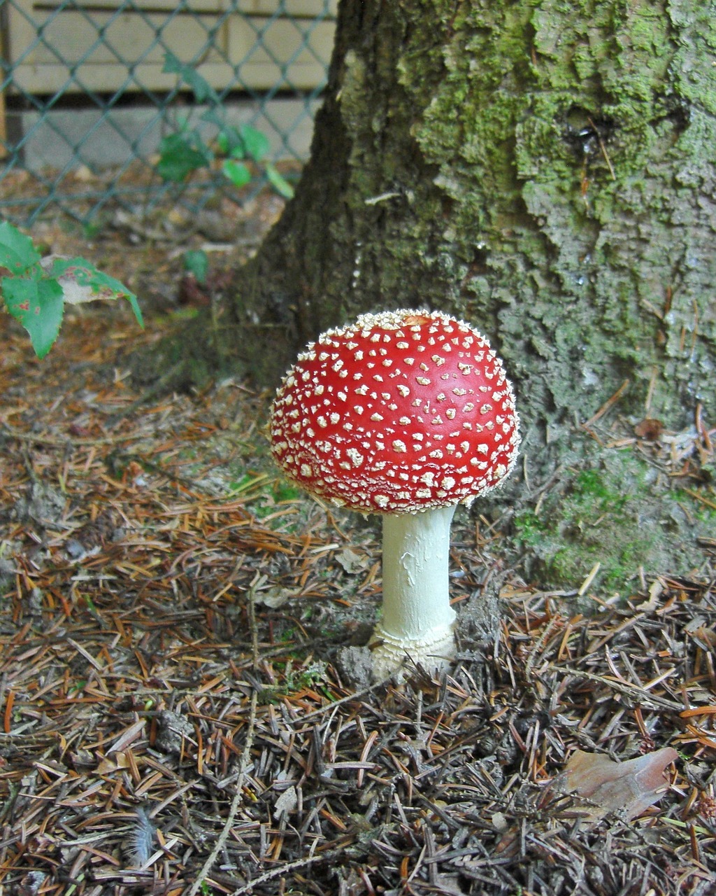 fly agaric red toxic free photo