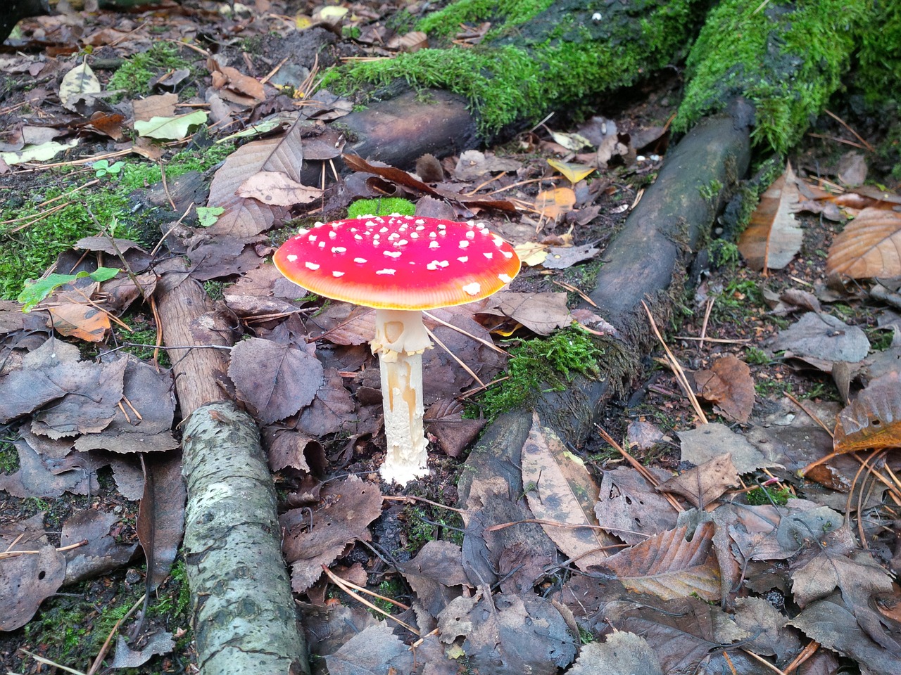 fly agaric red fly agaric mushroom toxic free photo