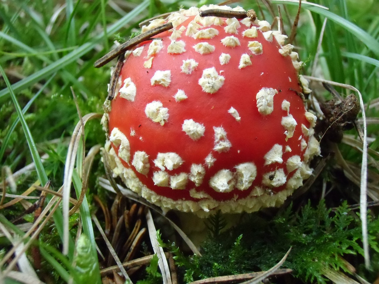 fly agaric mushrooms toxic free photo