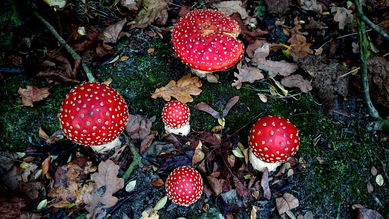 fly agaric autumn toxic free photo