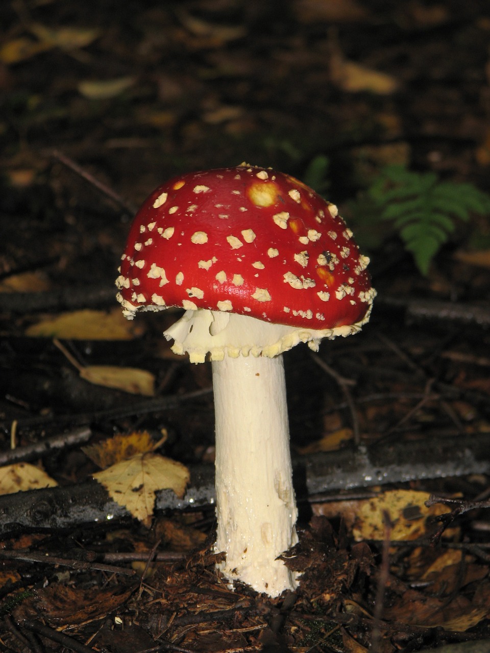 fly agaric forest floor forest free photo