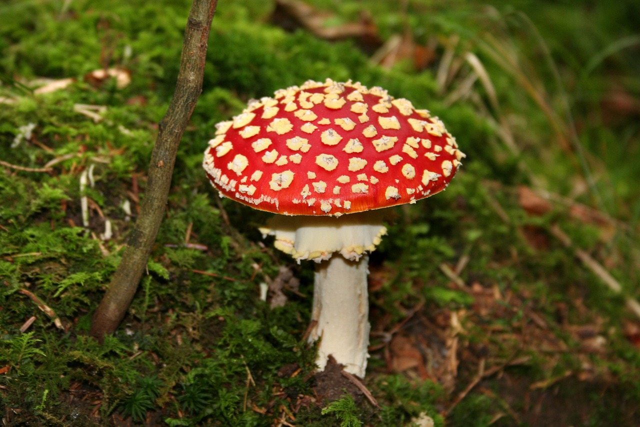 fly agaric forest mushroom toxic free photo