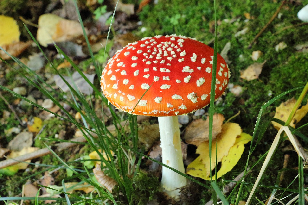 fly agaric mushroom toxic free photo