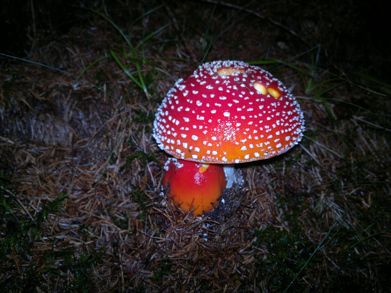 fly agaric forest evening free photo