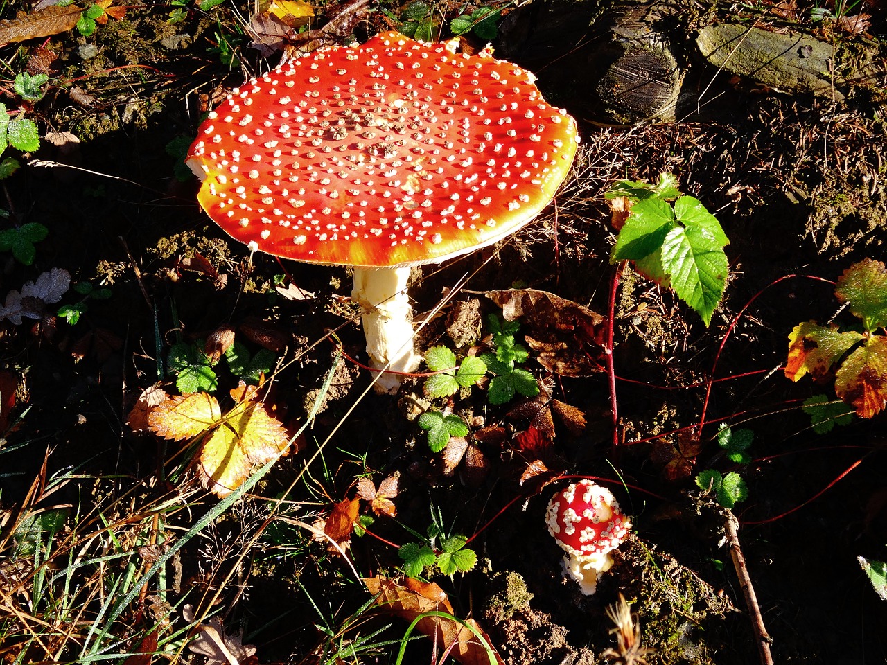 fly agaric mushroom forest free photo