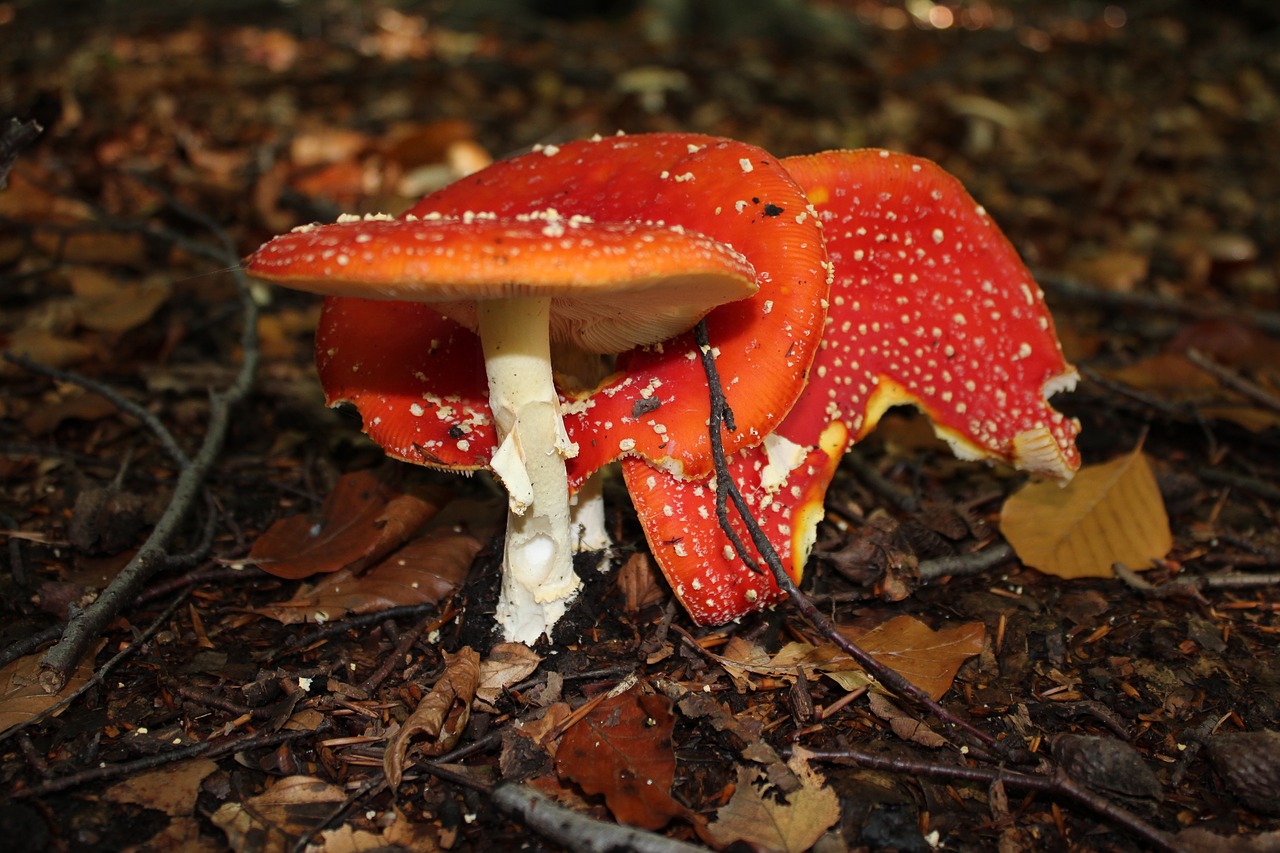 fly agaric gift toxic free photo