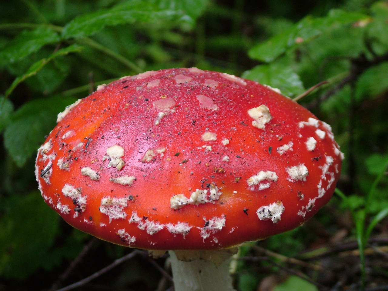fly agaric red toxic free photo