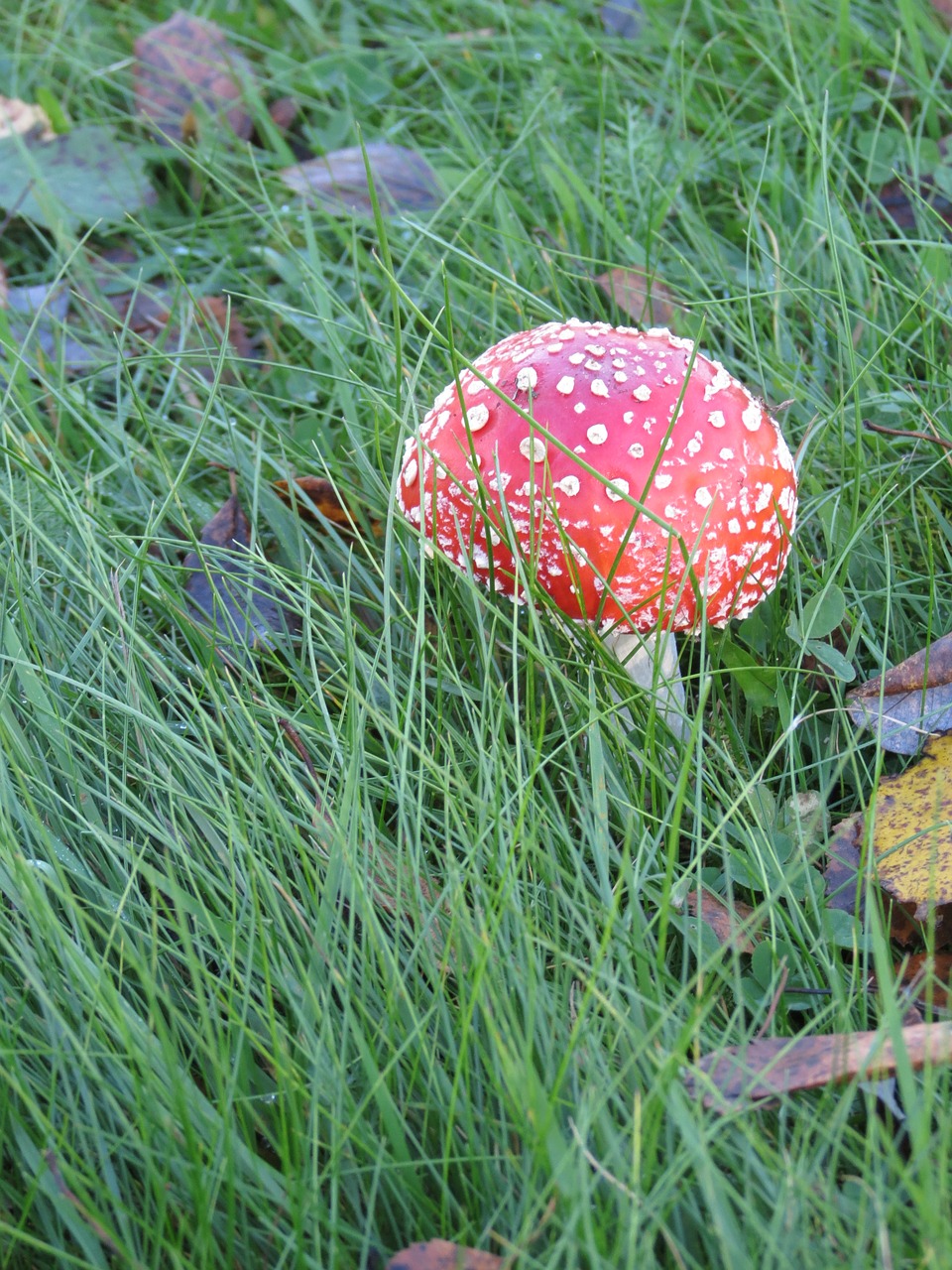 fly agaric red heinikko free photo