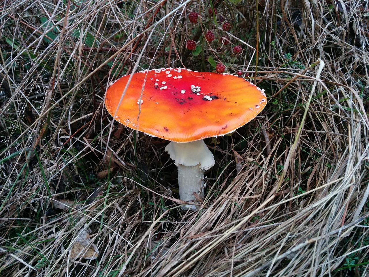 fly agaric mushroom nature free photo