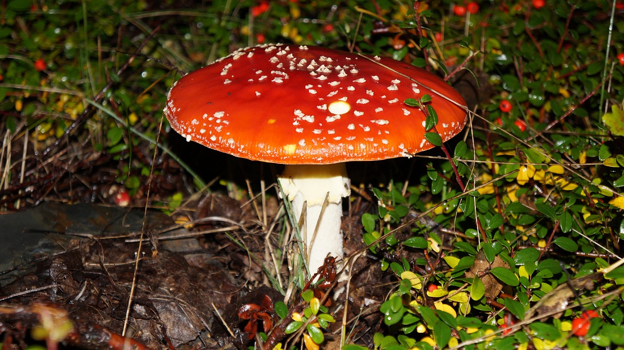 fly agaric toxic red fly agaric mushroom free photo