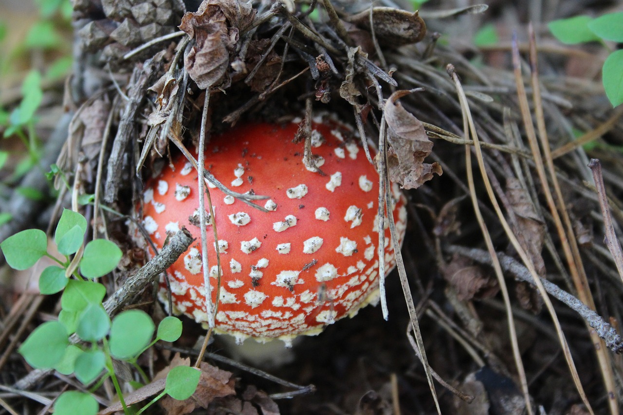 fly agaric mushroom toadstool free photo