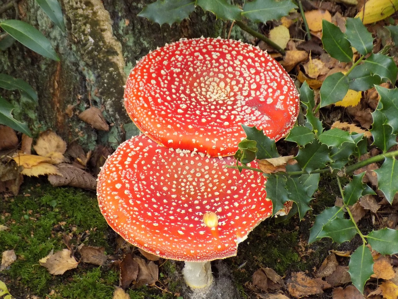 fly agaric toxic nature free photo