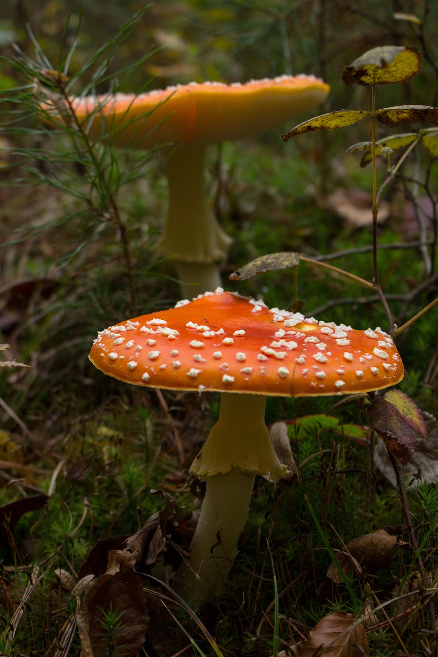 fly agaric mushroom toxic free photo