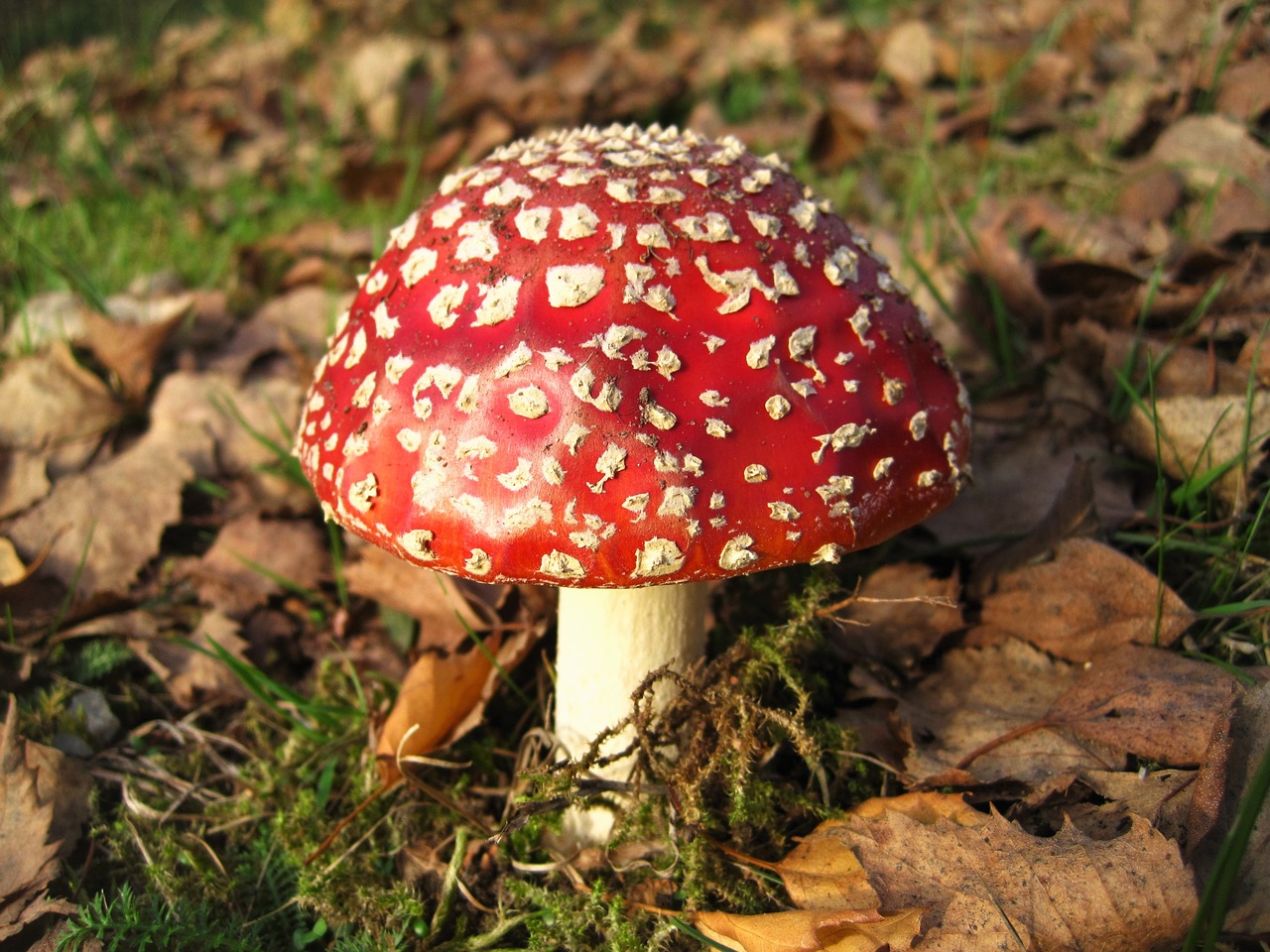 fly agaric lucky guy amanita muscaria free photo