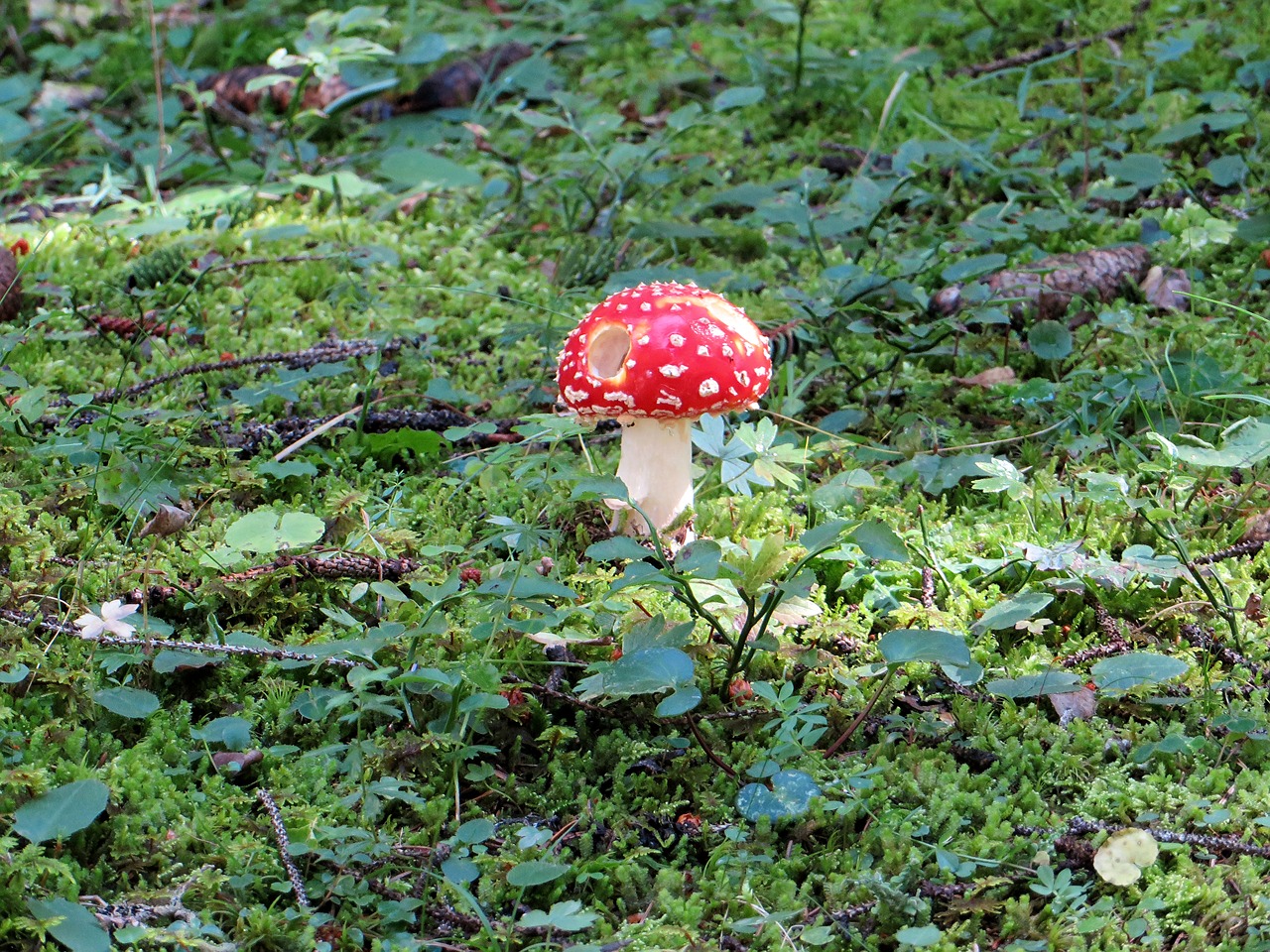 fly agaric mushroom forest mushroom free photo