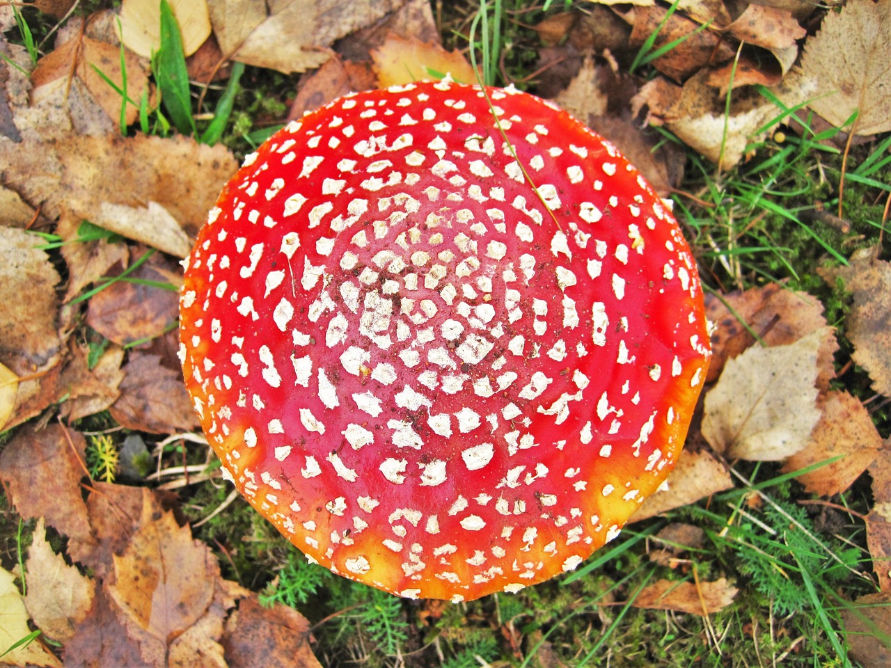 fly agaric become larger mushroom hat free photo