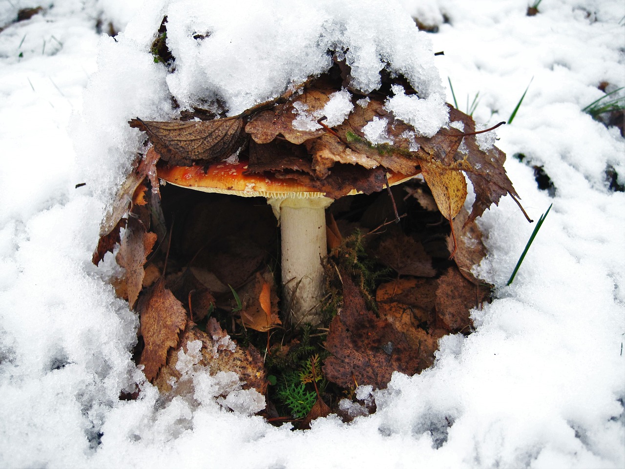 fly agaric first snow hidden free photo