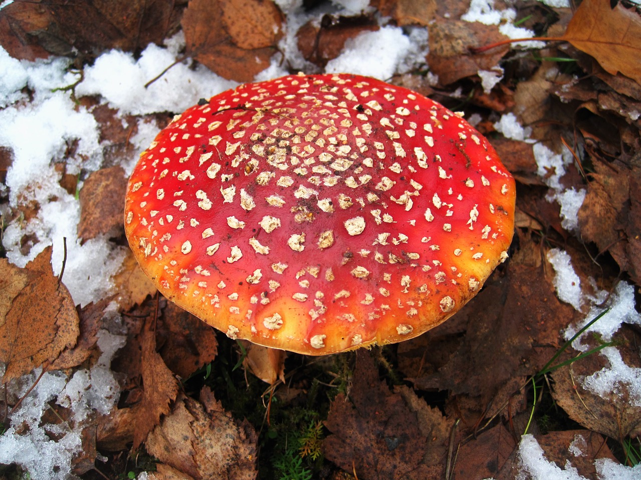 fly agaric first snow hidden free photo