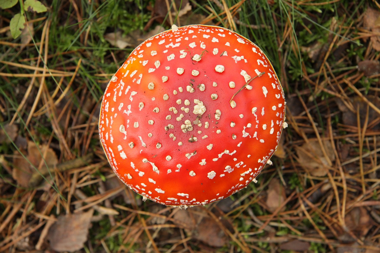 fly agaric autumn nature free photo