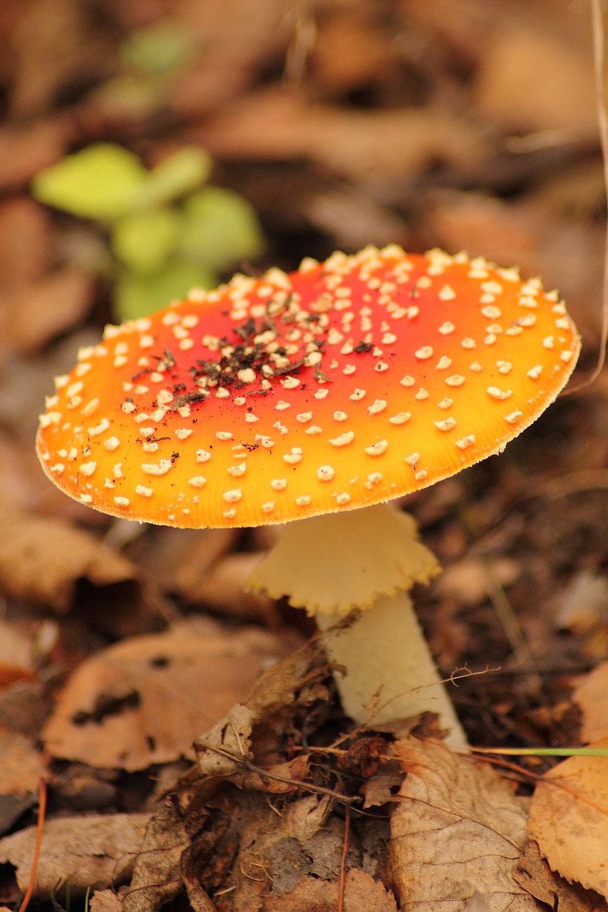 fly agaric amanita muscaria forest free photo