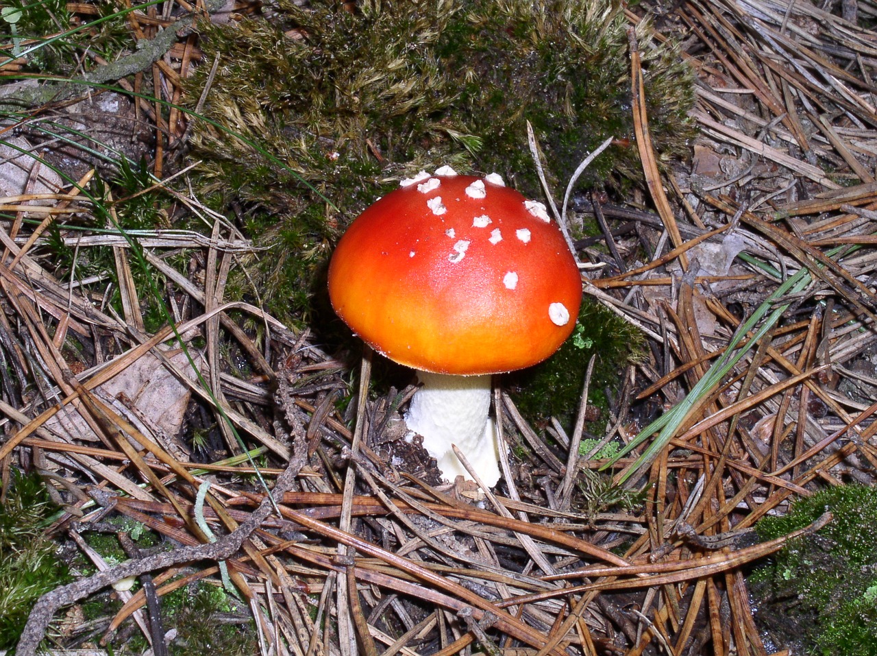 fly agaric mushroom forest free photo