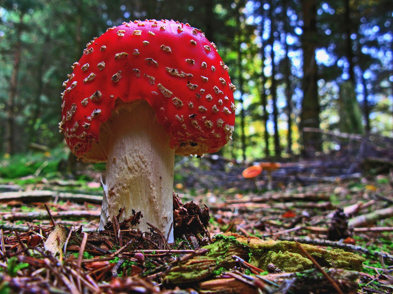 fly agaric mushroom forest free photo