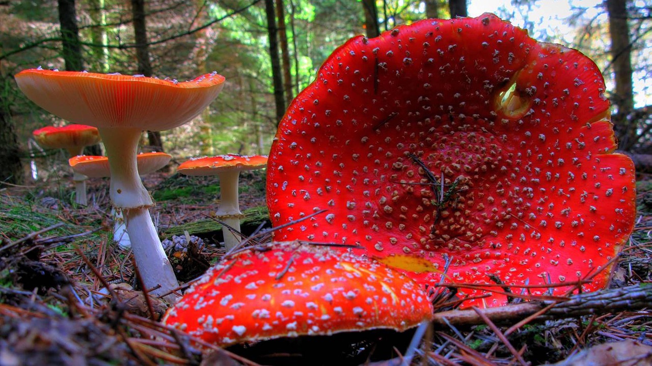 fly agaric mushroom forest free photo