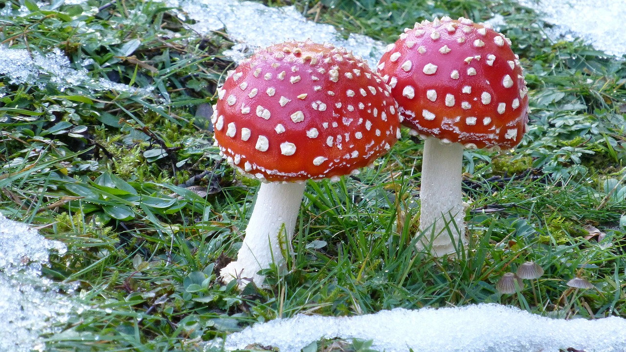 fly agaric mushroom meadow free photo