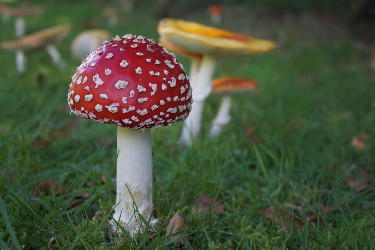 fly agaric scarlet death cap toadstool free photo