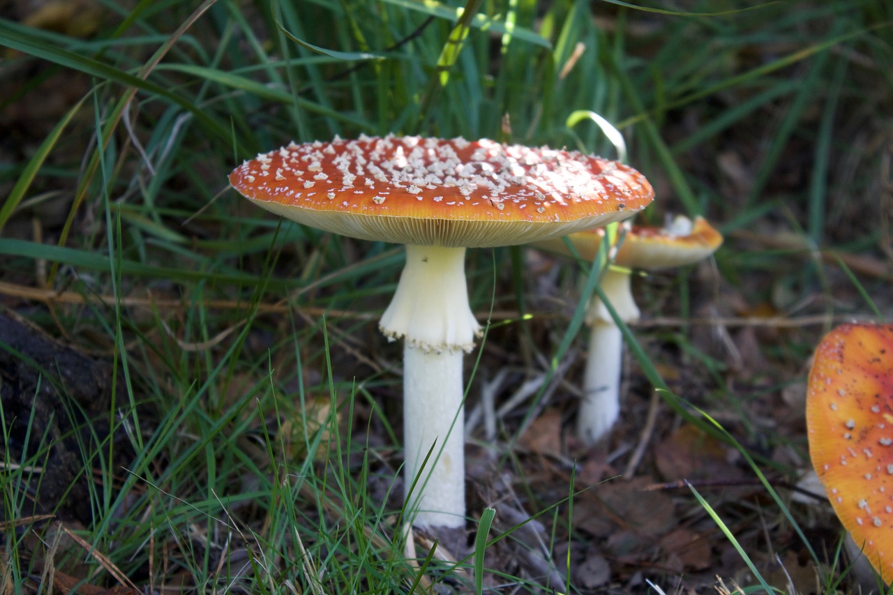 fly agaric scarlet death cap toadstool free photo