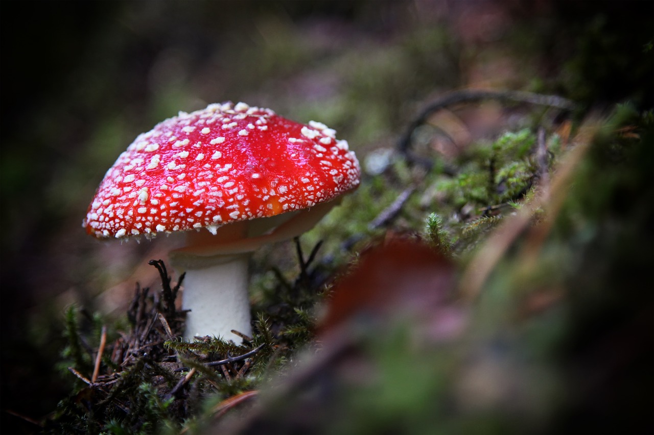 fly agaric forest red mushroom free photo