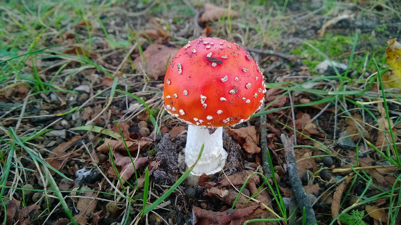 fly agaric gift nature free photo