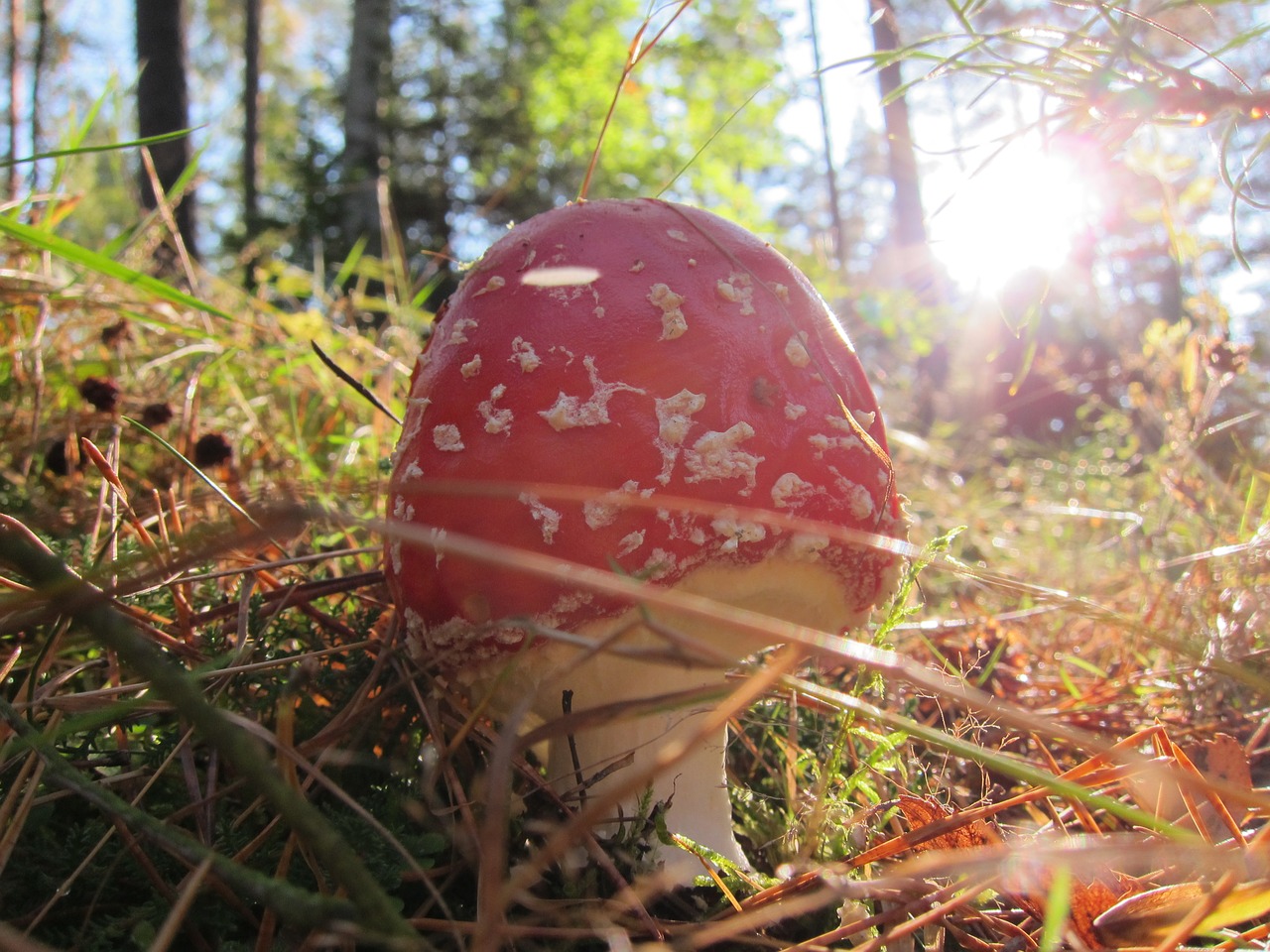 fly agaric mushroom toxic free photo