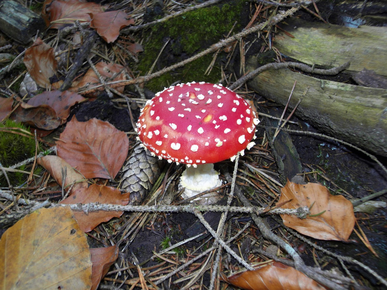 fly agaric nature forest free photo