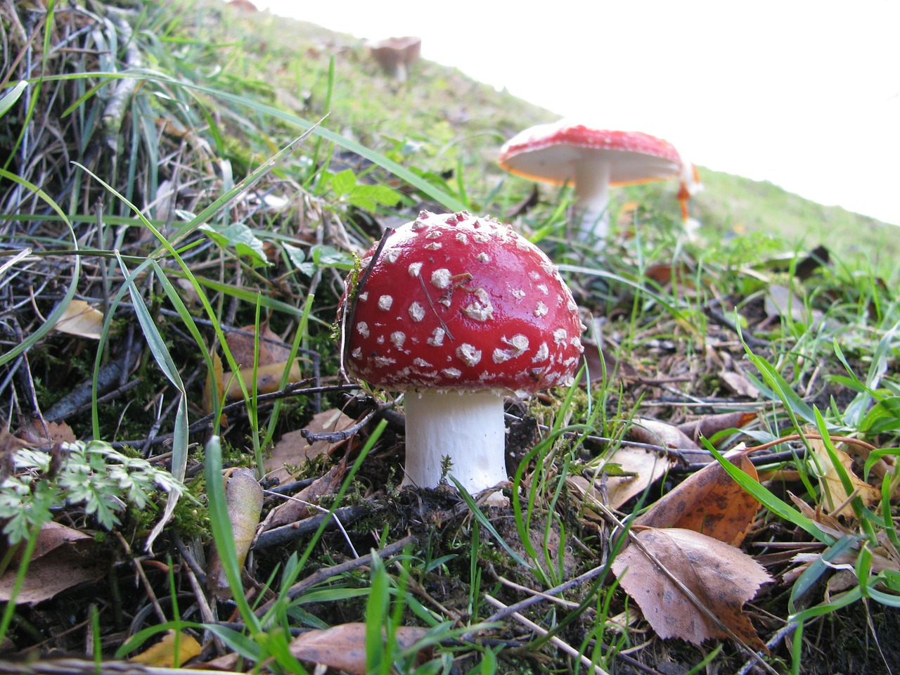 fly agaric mushroom autumn meadow free photo