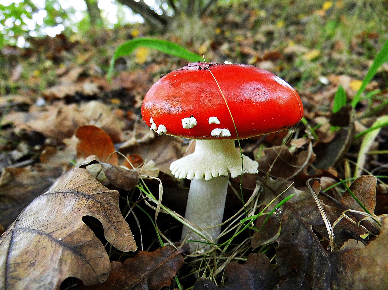 fly agaric forest red fly agaric mushroom free photo