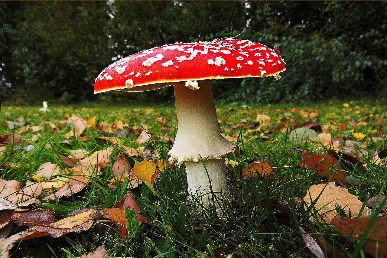 fly agaric forest autumn free photo