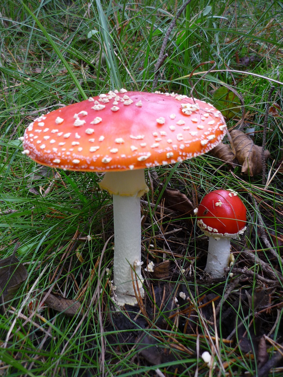 fly agaric toxic nature free photo