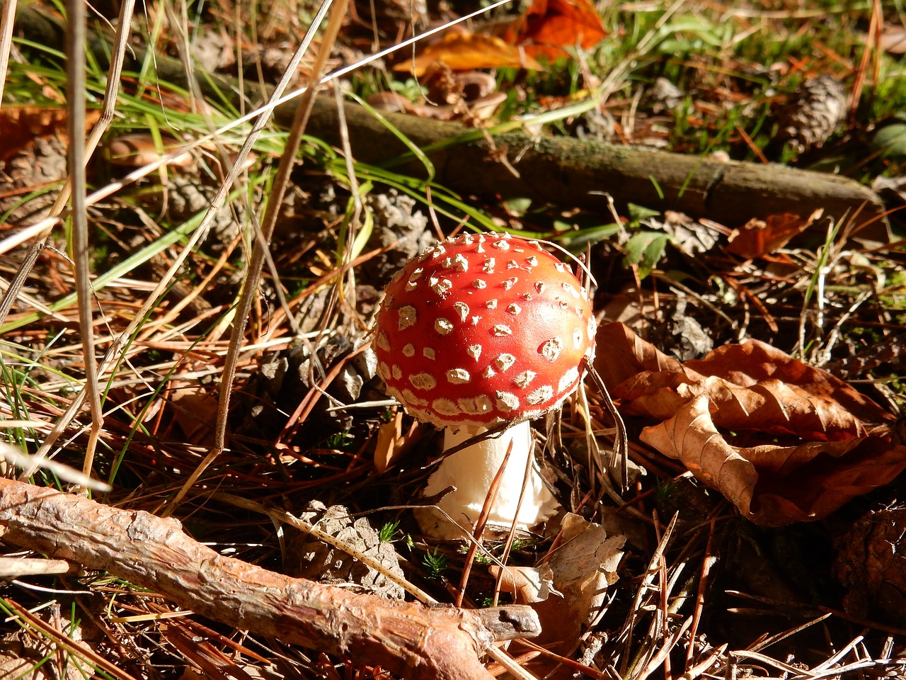 fly agaric mushroom red fly agaric mushroom free photo