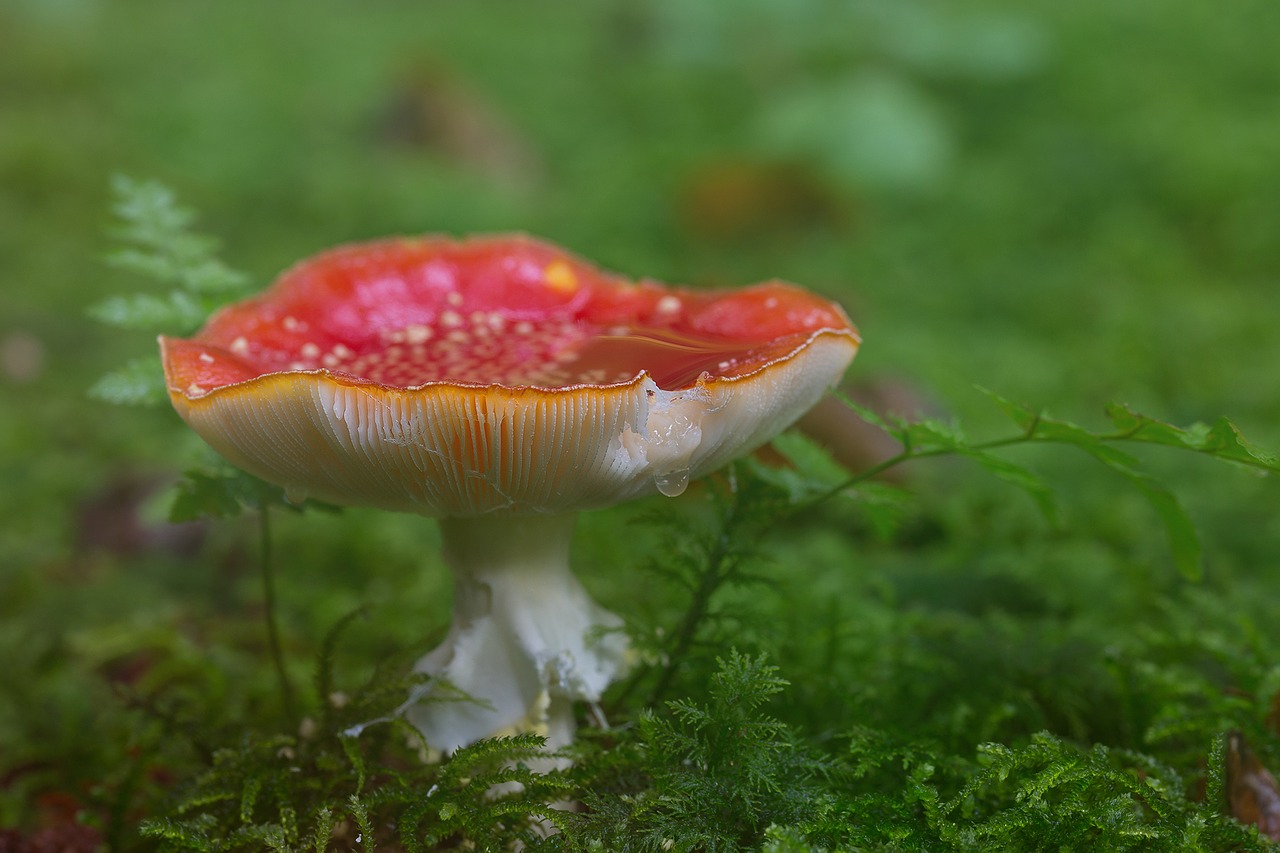 fly agaric forest mushroom free photo