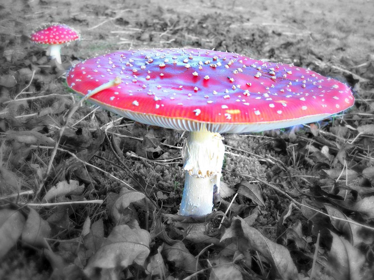 fly agaric mushroom toxic free photo