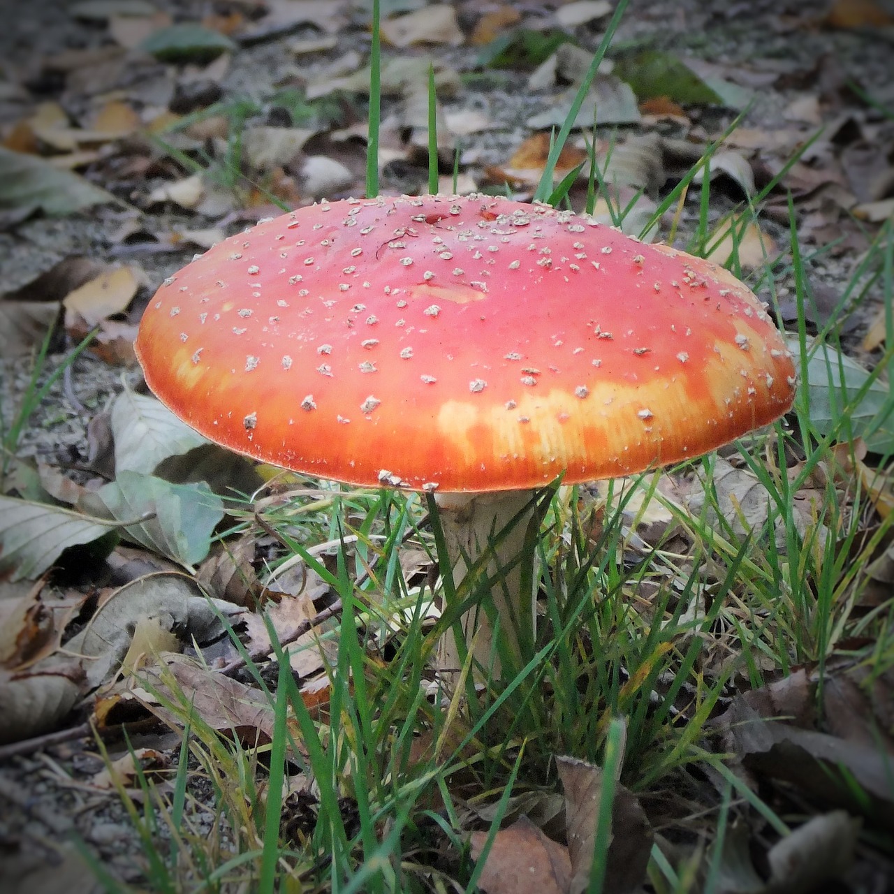 fly agaric forest nature free photo