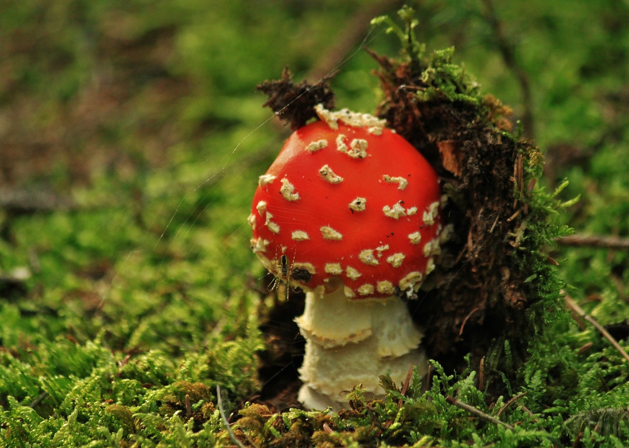 fly agaric mushroom mushrooms free photo