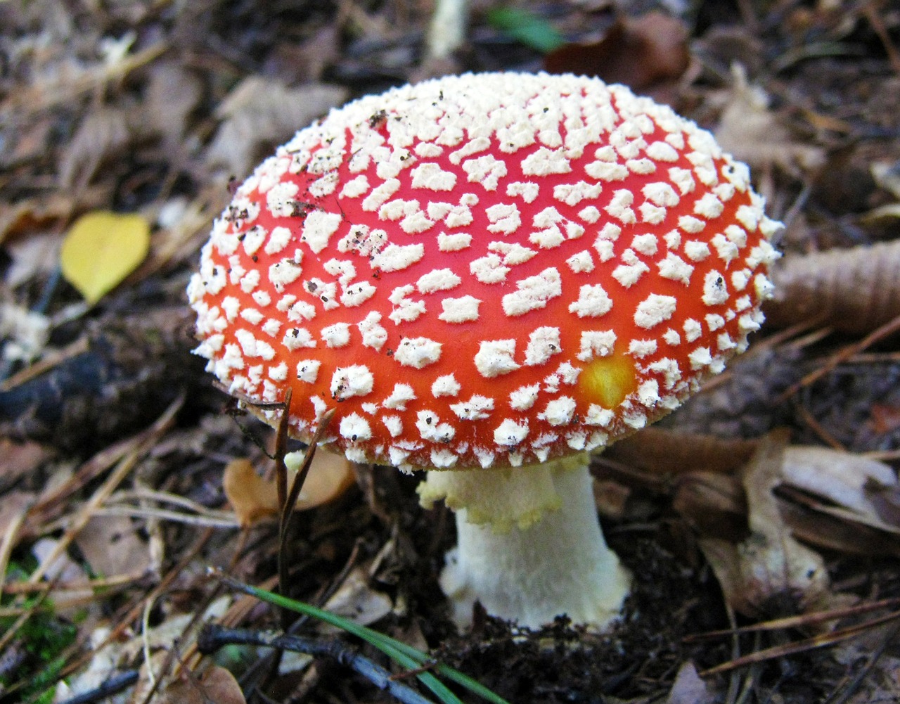 fly agaric mushrooms forest free photo