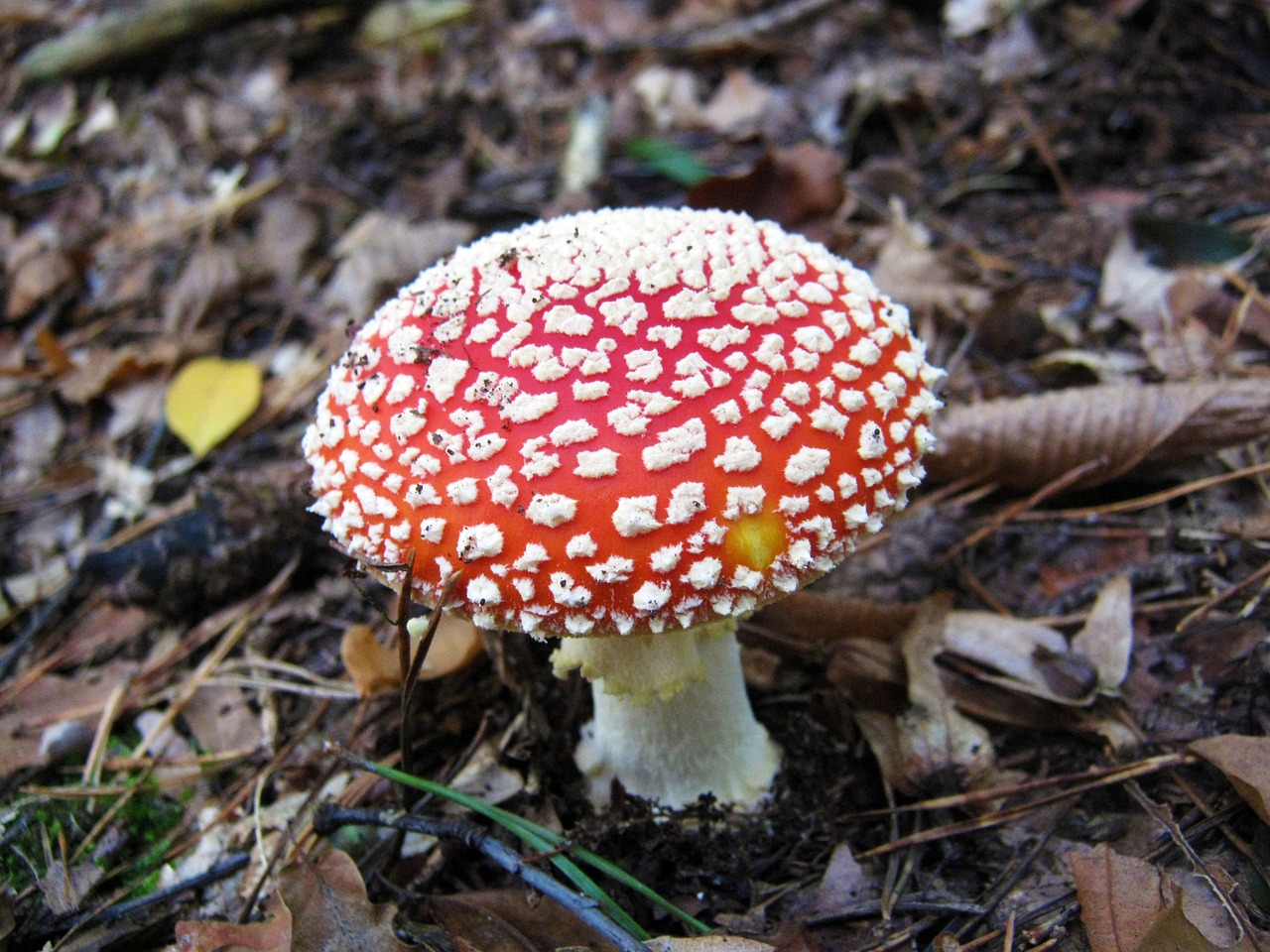 fly agaric mushrooms forest free photo