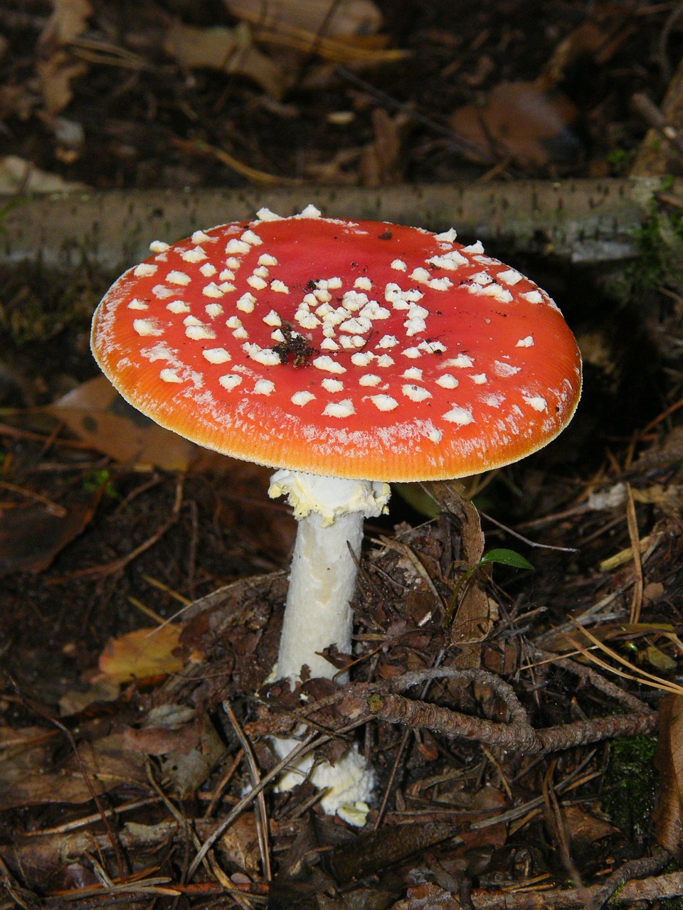 fly agaric mushrooms forest free photo