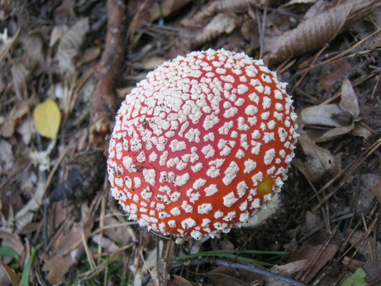 fly agaric mushrooms forest free photo