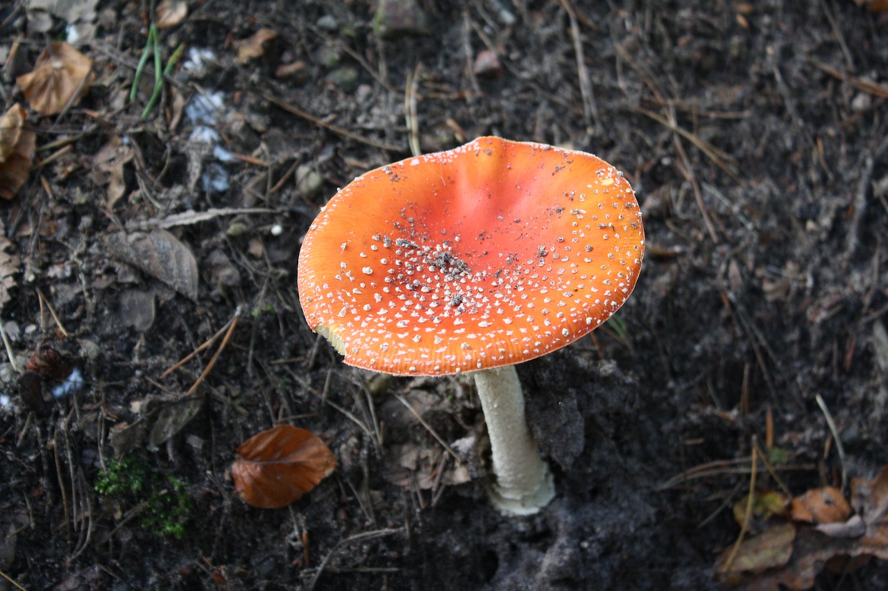 fly agaric forest hamburg free photo