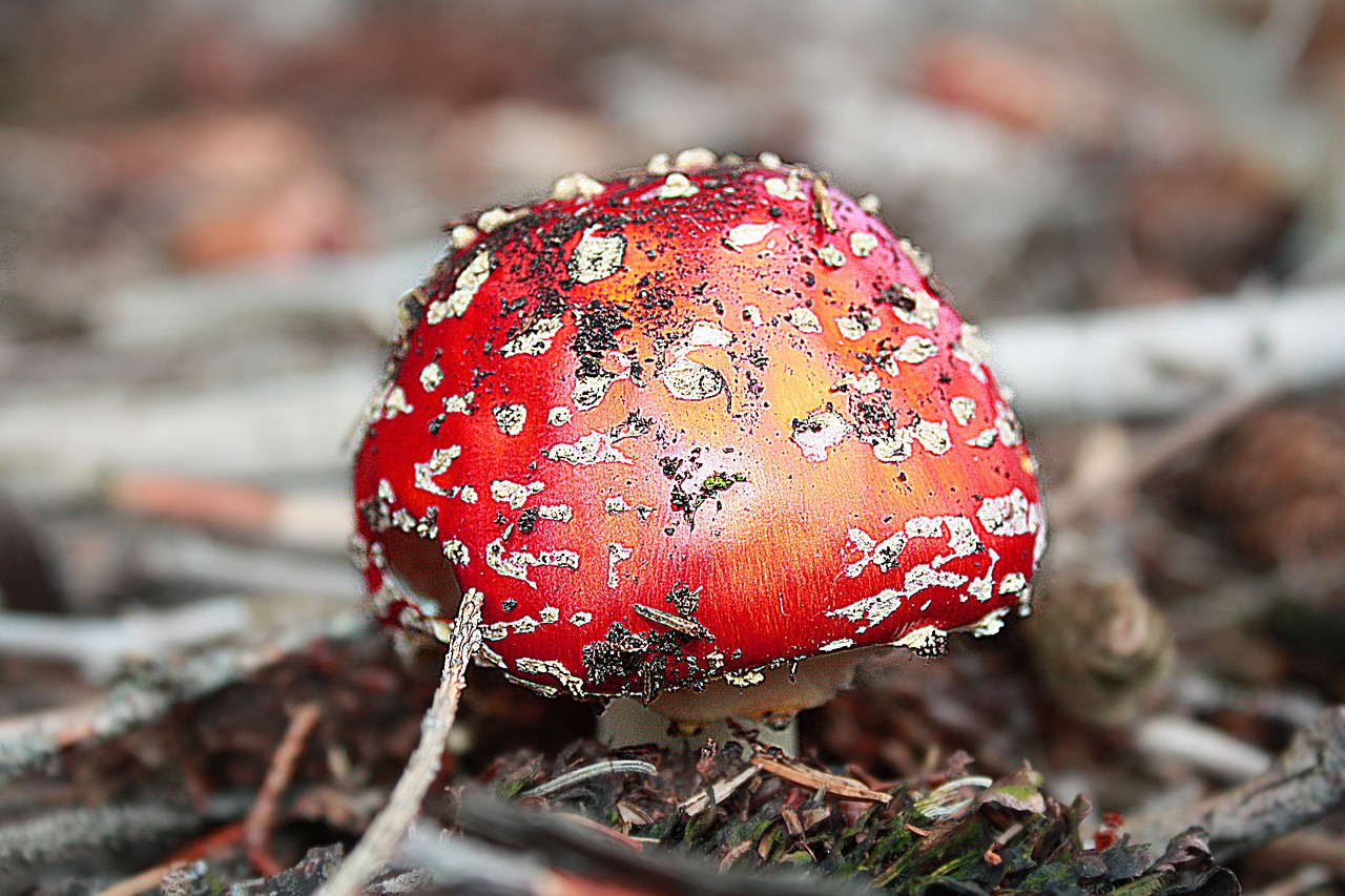 fly agaric mushroom toxic free photo